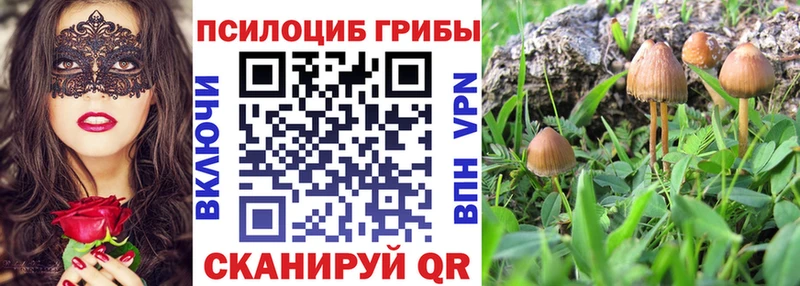 мега tor  Копейск  Псилоцибиновые грибы Psilocybine cubensis 